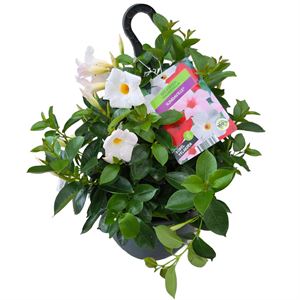 Afbeelding van HP27 Sundaville White